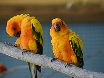 Two sun conures perched on a branch in their habitat