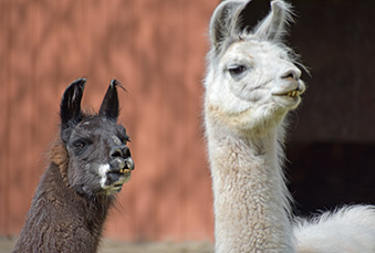 Headshot of two Llamas one brown and one right standing next to each other