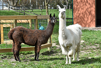 Two Llamas standing next to each other on a sunny day, one on the right is white, one on the left is brown
