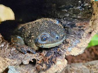 Green Tiger Salamander laying in a log