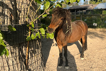 Brown Miniature standing near a tree at sunset