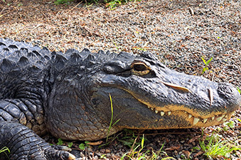Profile view of American alligator laying in its habitat