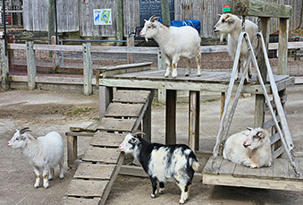 A group of Pygymy goats standing on and around a climbing structure