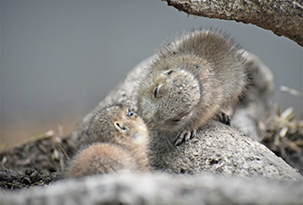 Adult Prairie Dog tending to a young prairie dog