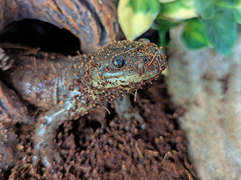 Green Tiger Salamander covered in dirt Crawling out of a log