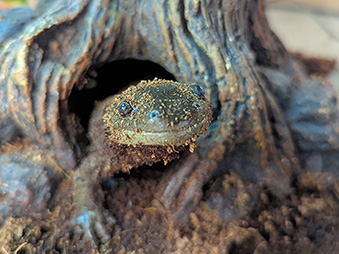 Face on view of Green Tiger Salamander covered in dirt Crawling out of a log