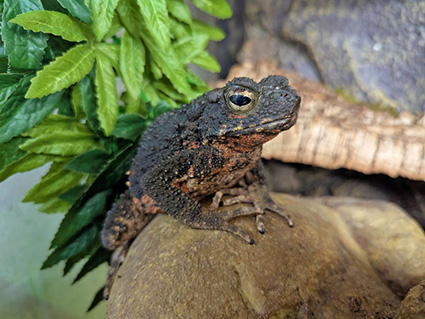Asian Giant Toad Climbing onto a rock in it habitat