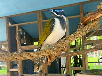 Blue Faced Honeyeater Perched on a rope in its habitat