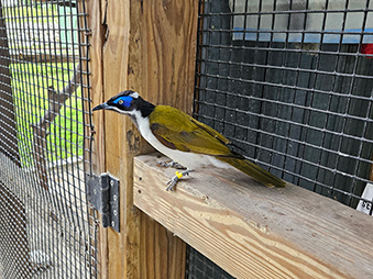 Blue Faced honey eater in its habitat
