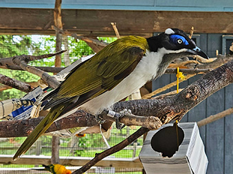 Blue Faced Honeyeater Perched on a branch in its habitat
