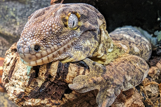 Close up of Caledonia Gecko laying down in a hollowed out log
