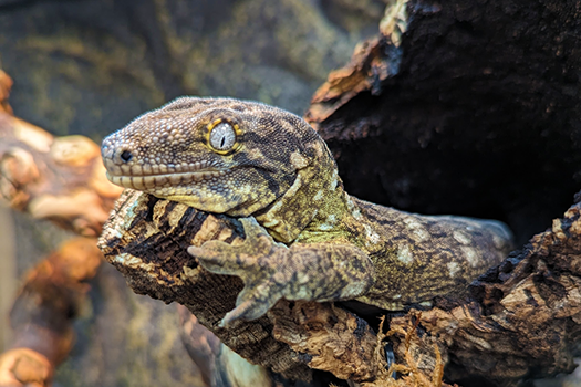 Caledonia Gecko laying down in a hollowed out log