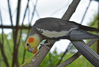 Grey Cockatiel perched on a branch and eating in its habitat