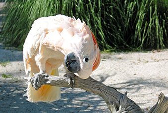 Moluccan Cockatoo sitting on a branch tilting its head upside down