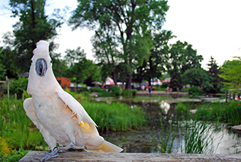 Moluccan Cockatoo sitting on a log in front of the zoo pond