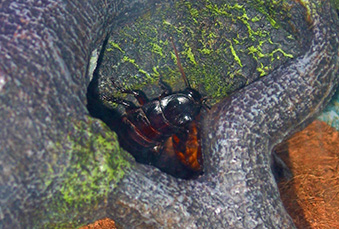 Madagascar Hissing Cockroach crawling on a rock