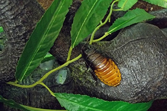 Madagascar Hissing Cockroach crawling on a rock and some leaves
