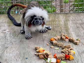 Cotton top tamarin on a platform in its habitat eating food