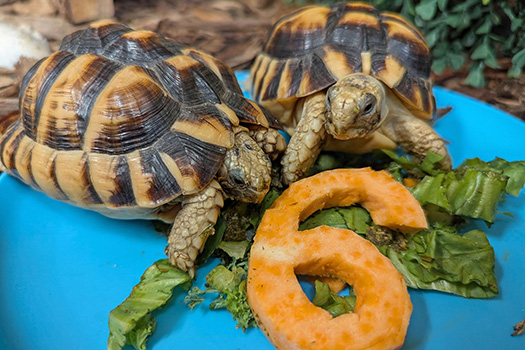 Two Egyptian tortoises eating sweet potato shaped like the number 6