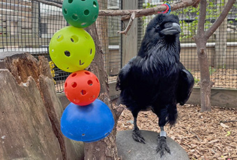 Raven standing on a rock in its habitat next to some toy wiffle balls