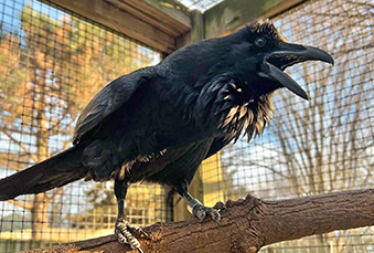 Raven in its habitat with its mouth open at sunset