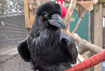 Raven it its habitat holding a toy red cardboard lightsaber