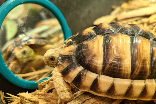 Egyptian tortoise looking at itself in a mirror