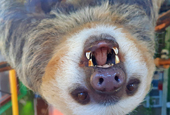 Hoffman's Two-Toed Sloth upside with his mouth open