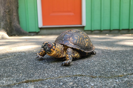 Eastern Box turtle at the Awareness Amphitheater in the zoo
