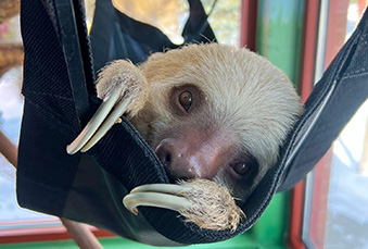 Hoffman's Two-Toed Sloth Peeking out of its black hammock
