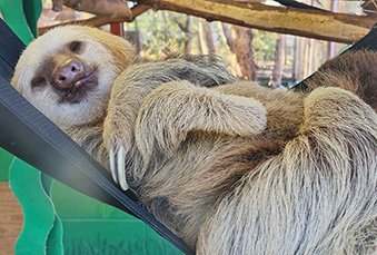 Hoffman's Two-Toed Sloth Sleeping in a black hammock