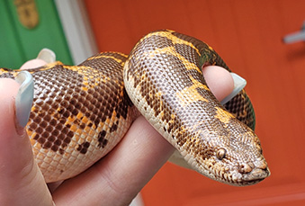 Keeper holding a Kenyan Sand Boa