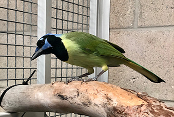 Green Jay bird standing on a branch in its habitat