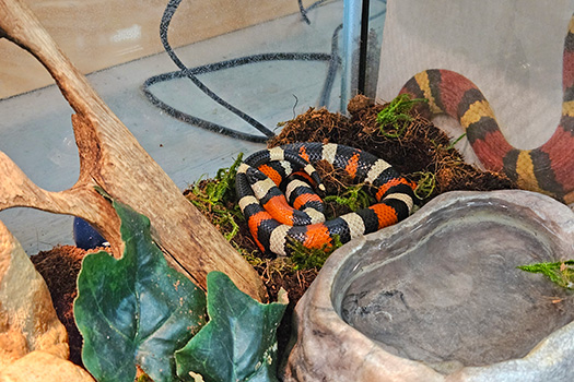 Milk snake curled up in its habitat