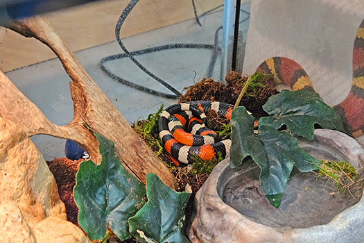 Milk snake curled up in its habitat