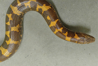 Kenyan Sand Boa slithering on the ground