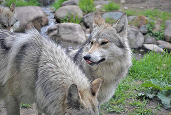 Two Mexican Grey Wolves standing next to each other in their habitat