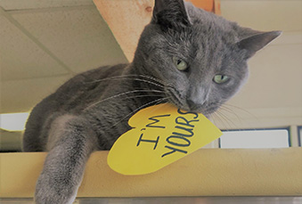 Grey Domestic Cat holding a yellow paper heart in its mouth that says "I'm Yours"