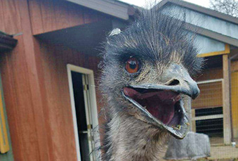 Headshot of an Emu with its mouth open
