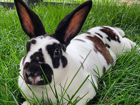 White rabbit with black splotches laying in the grass