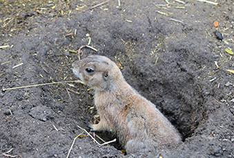 Prairie dog peaking out of a tunnel hole