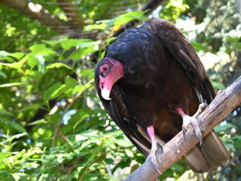 Turkey Vulture perched on a branch in its habitat