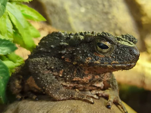 Asian Giant Toad sitting on a rock in its habitat