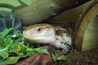 Blue Tongue Skin crawling under a raised log in its habitat