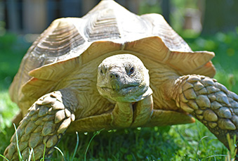 Sulcata Tortoise standing on grass in his habitat