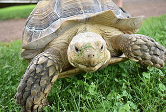 Sulcata Tortoise walking around habitat with some grass on his face