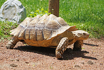 Sulcata Tortoise walking through desert sand in his habitat