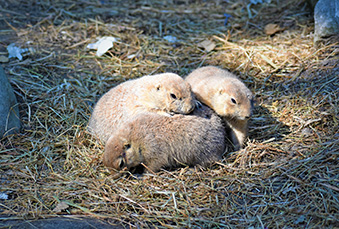 Three Prairie Dogs huddled together in their habitat