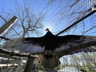 Turkey Vulture with its wings spread out and the sun behind it