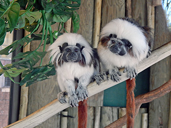 Two cotton top tamarins sitting on a branch in their habitat